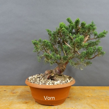 Juniperus chinensis 'Blaauw'